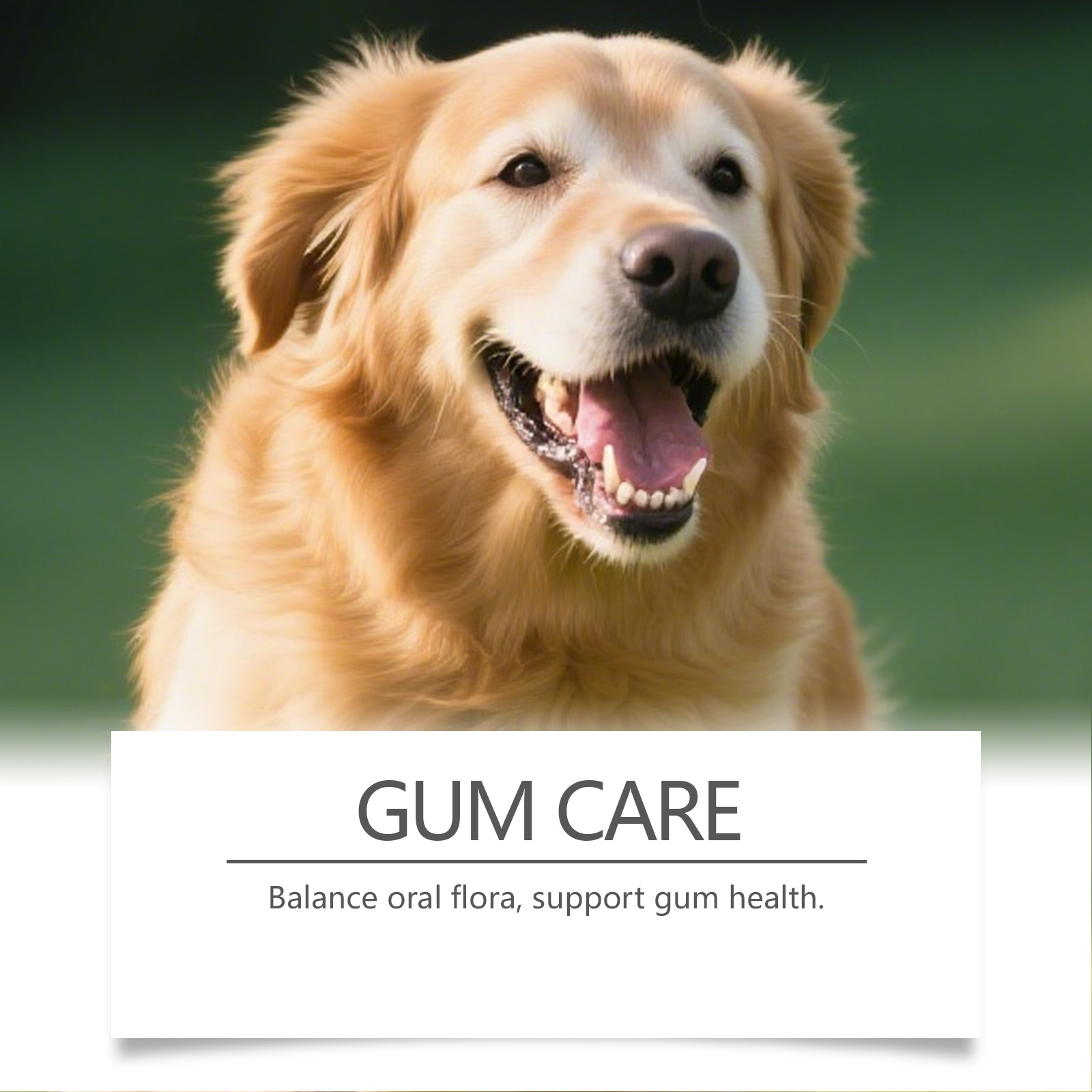 Dog Dental Care Powder Cat Bre - Teeth Whitening Powder บทวิจารณ์และราคา