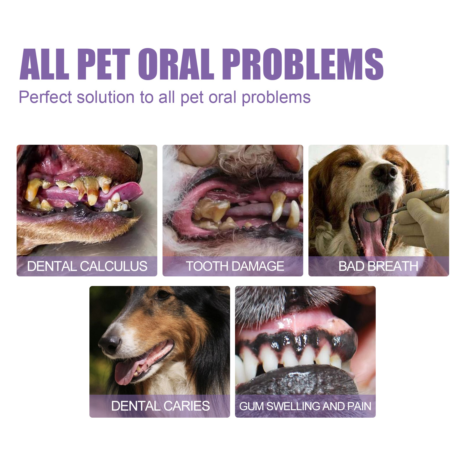 Pet Oral Repair Gel Puppy Tart - Teeth Whitening With Peroxide บทวิจารณ์และราคา