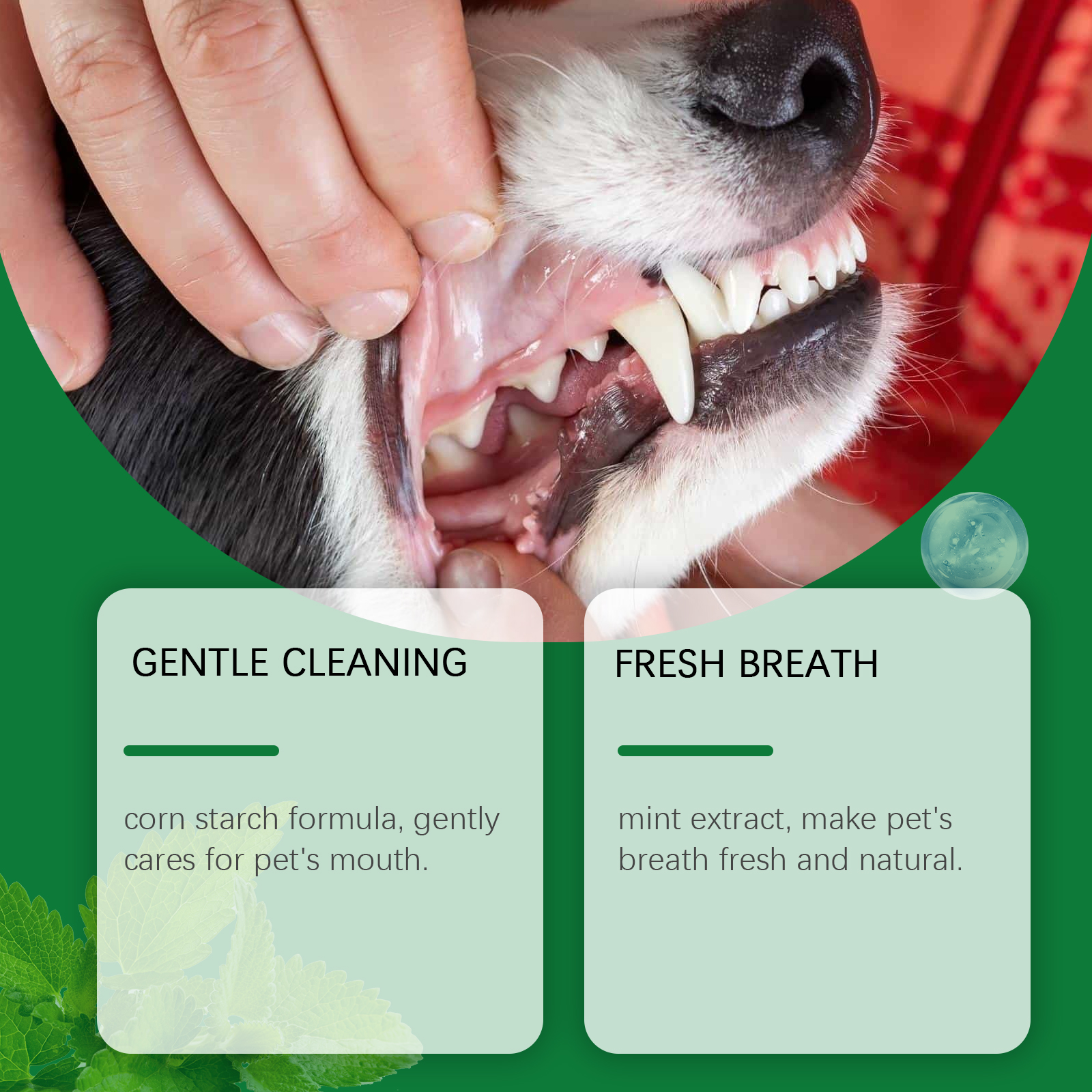 Pet Teeth Cleaning Powder Redu - Teeth Whitening Powder บทวิจารณ์และราคา